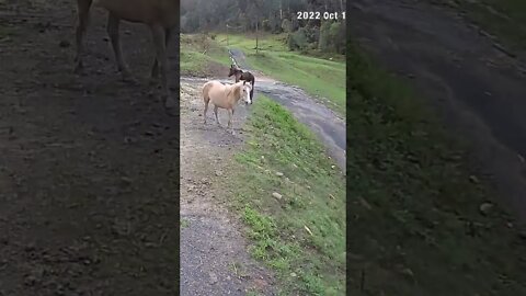 Young horse and older sick herd mate