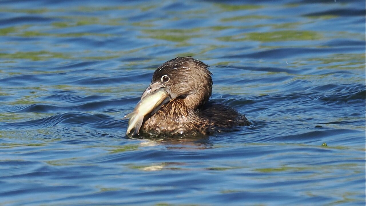 Grebe Struggles with a Catch