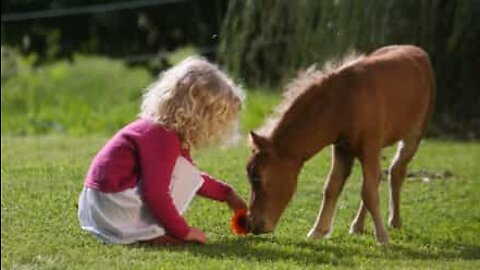 Min kærlige lille pony