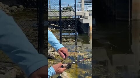 Grandpa Catches Peacock Bass