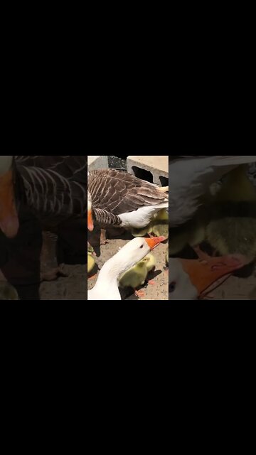 Goslings first time out of coop