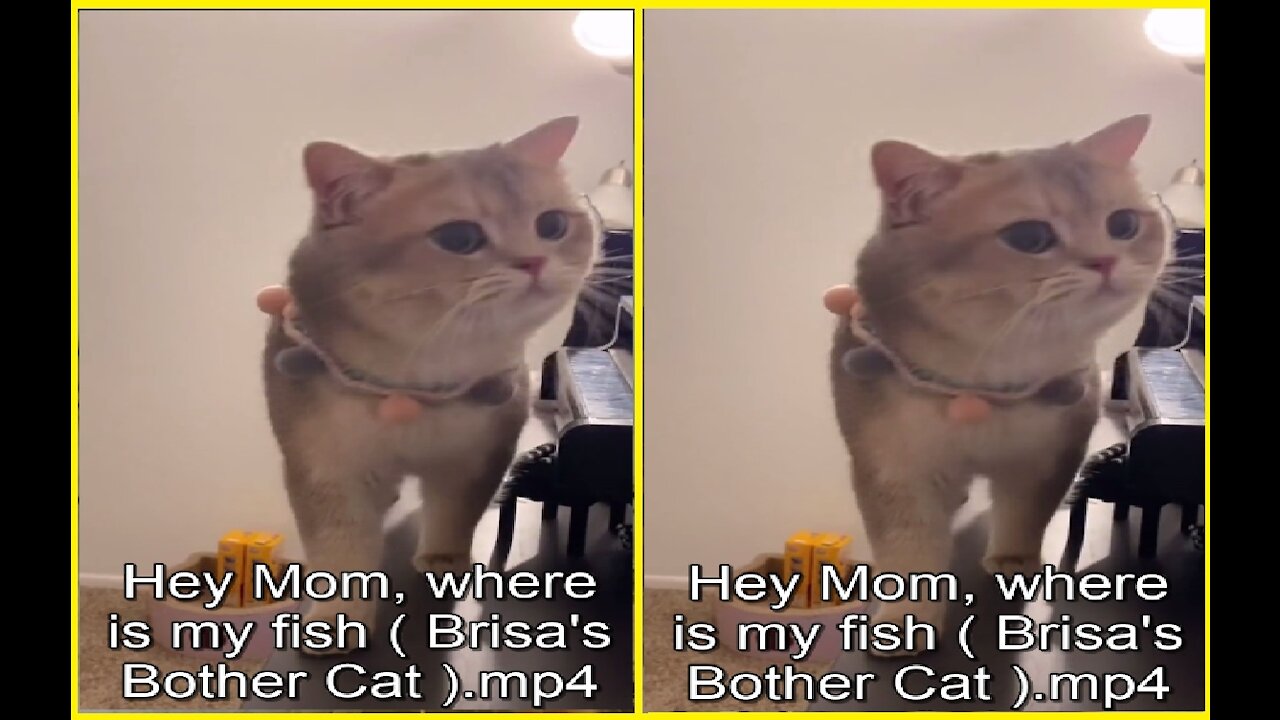 Hey Mom, where is my fish ( Brisa's Bother Cat )