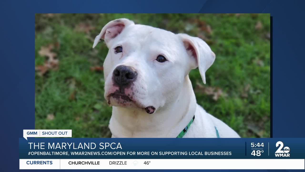 Pets up for adoption at the Maryland SPCA