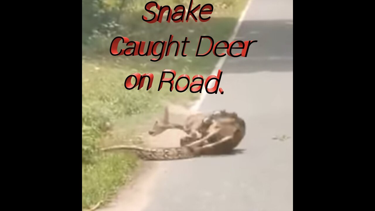 Snake caught Deer but Save her life and fight for freedom.