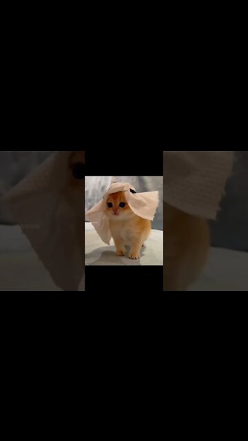 Fifa worldcup 2022 cat dance #shorts