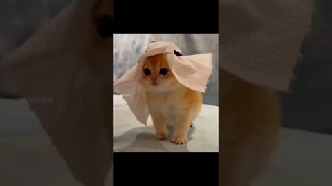 Fifa worldcup 2022 cat dance #shorts