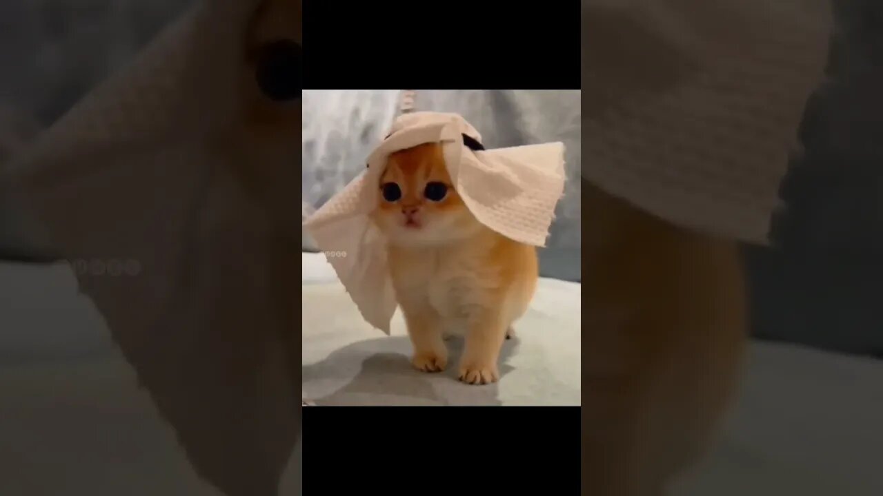 Fifa worldcup 2022 cat dance #shorts