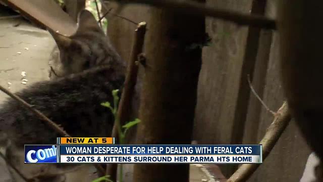 30 feral cats run rampant in Parma Heights neighborhood