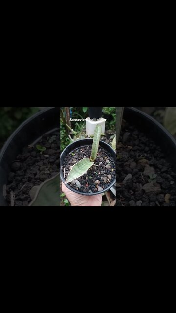sansevieria#shorts