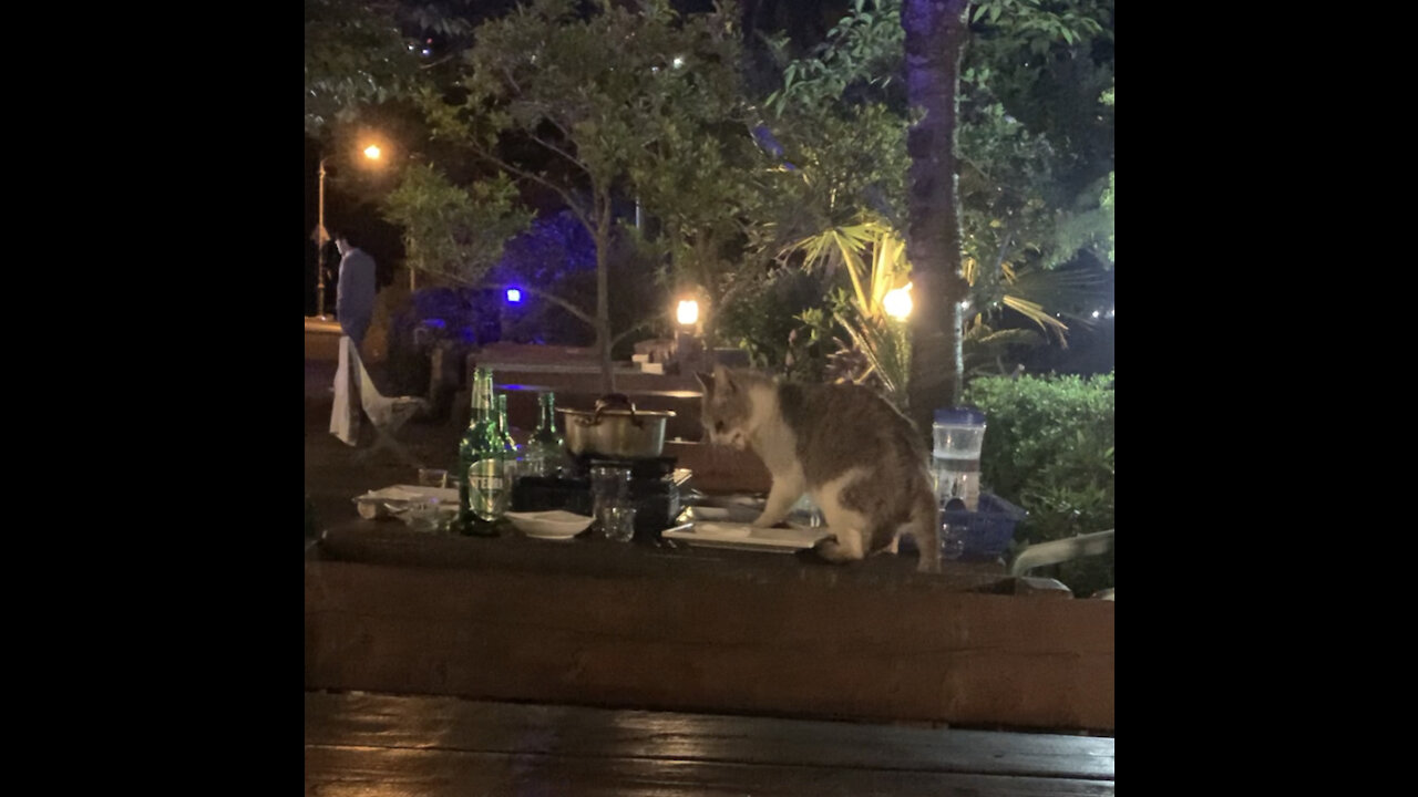 A cat that steals food while there's no one around.