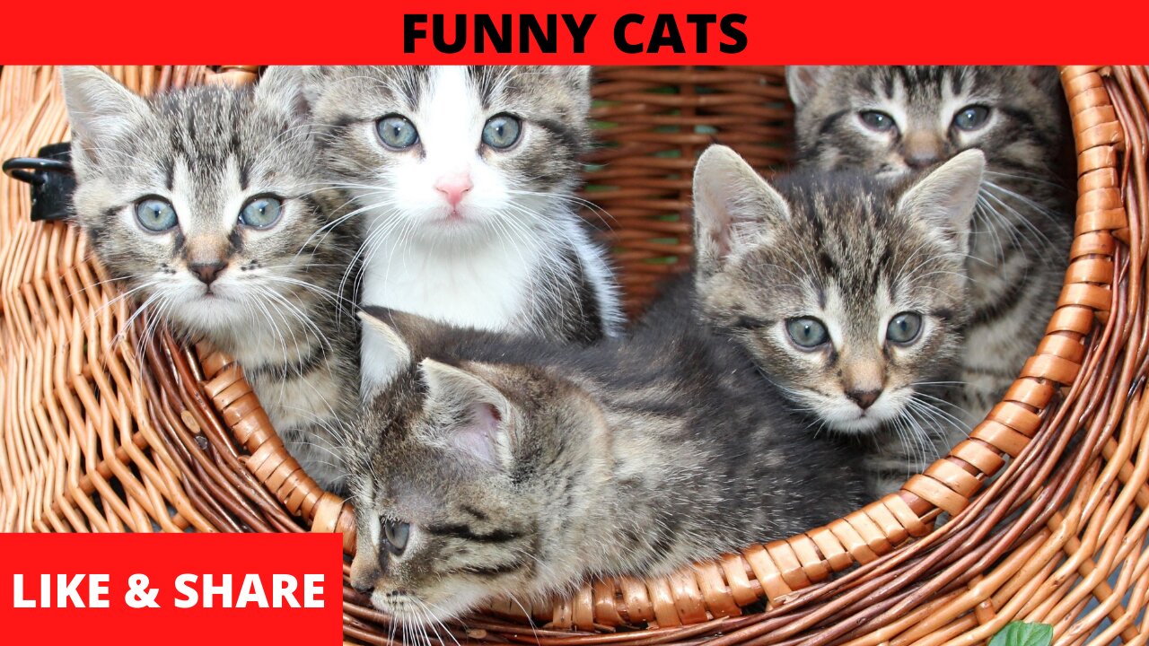 Funny and cute cat videos to make your day happier!