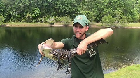 Alligators And Baby Geese Don’t Mix