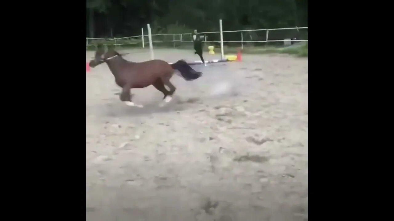 Made your day with these funny and cute Horses | Funny horse videos