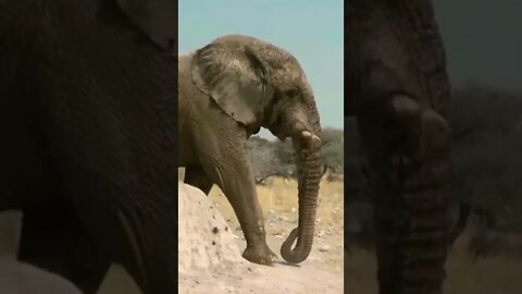 Papa ! Mama ! Part 11 Amazing Animals Elephant 🐘#shorts