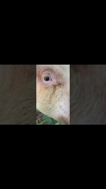 Peppa pigs amazing summer