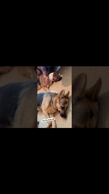 Wounded dog being treated 負傷した犬が治療を受けている 부상당한 개를 치료하는 중 Perro herido siendo atendido Cachorro ferido