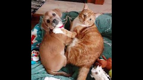 Cute Cat and Funny Dog complication