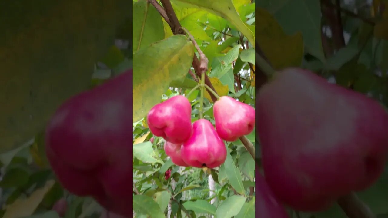 Thai Chompoo Tree with Fruit