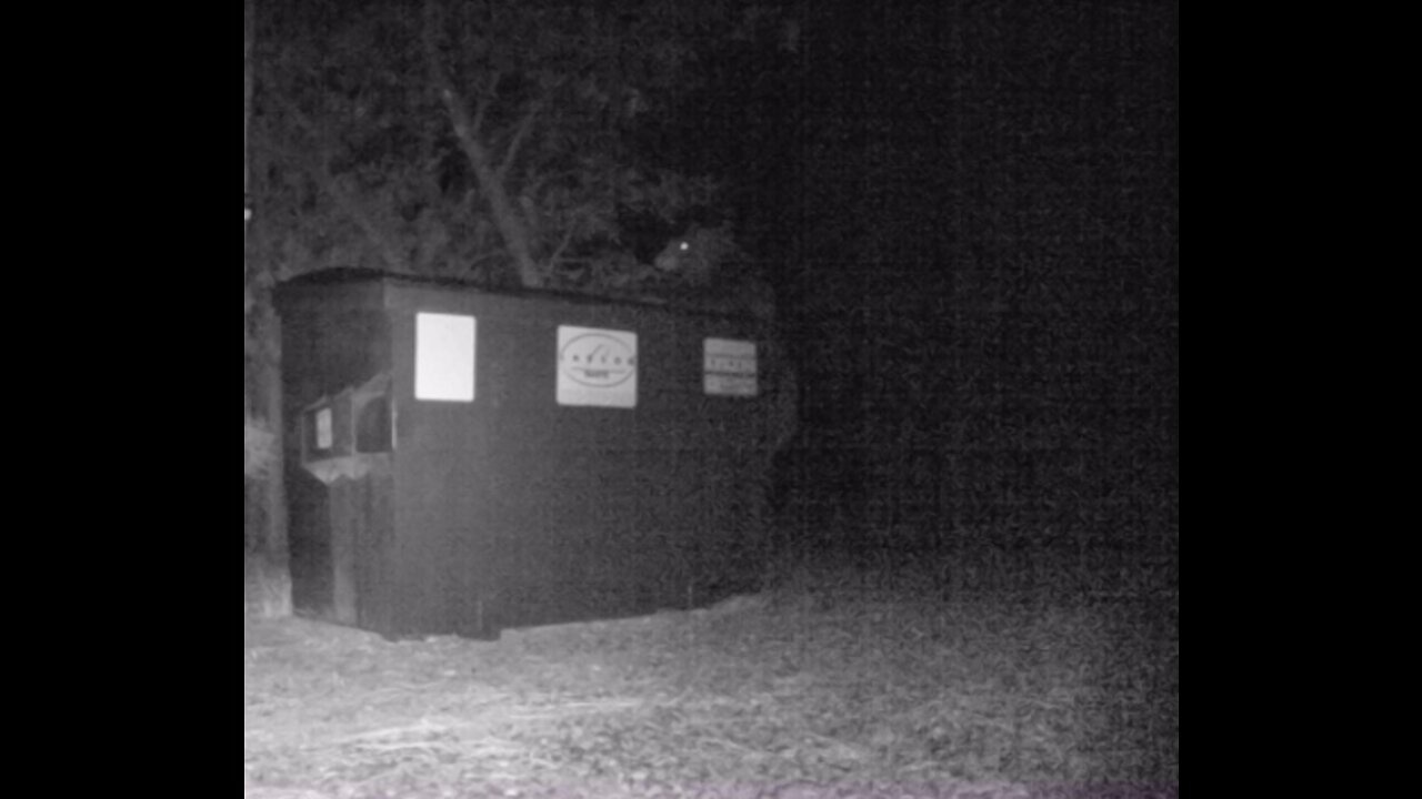 Juvenile Bear CLIMBS Dumpster!