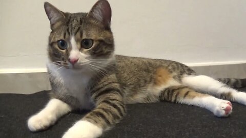Cute Cat Sees the Feather Wand