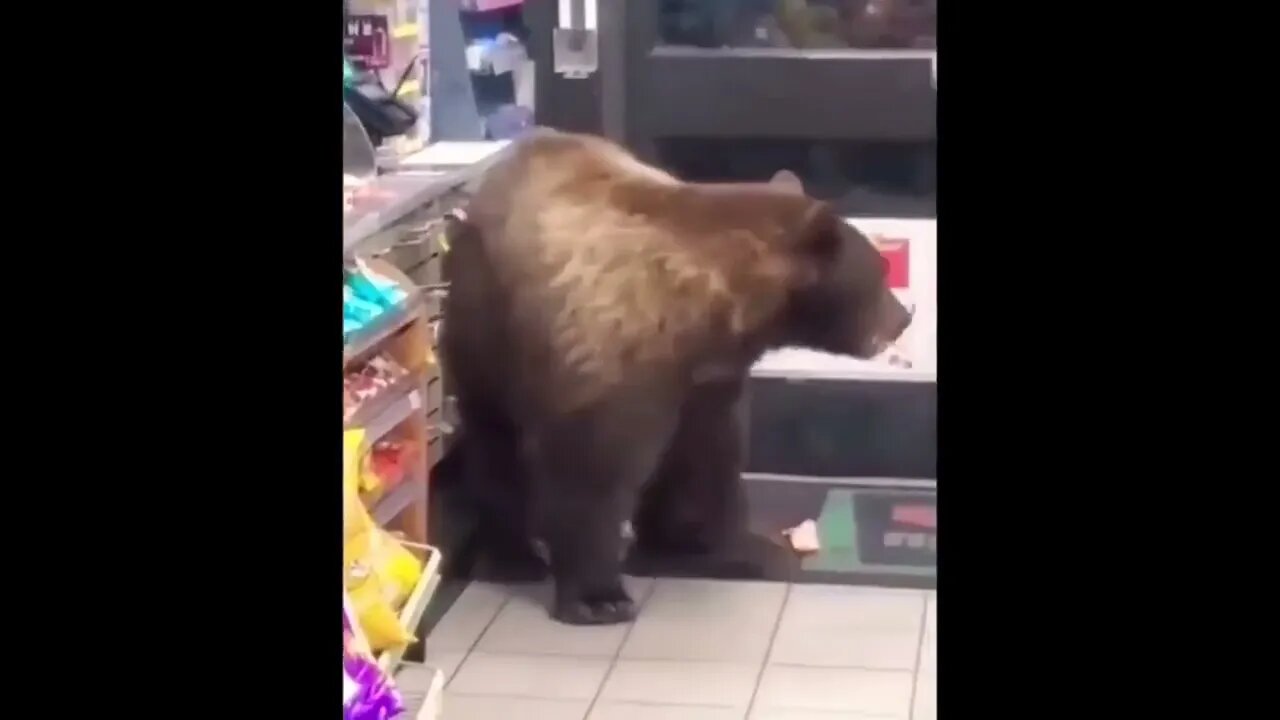 Animals CAUGHT Causing A Public Disturbance