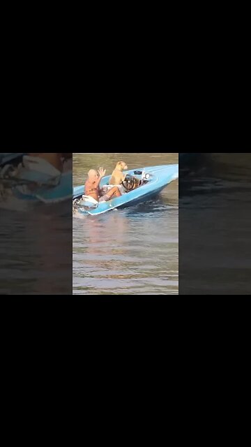 Dog driving a boat is this Florida mans designated driver