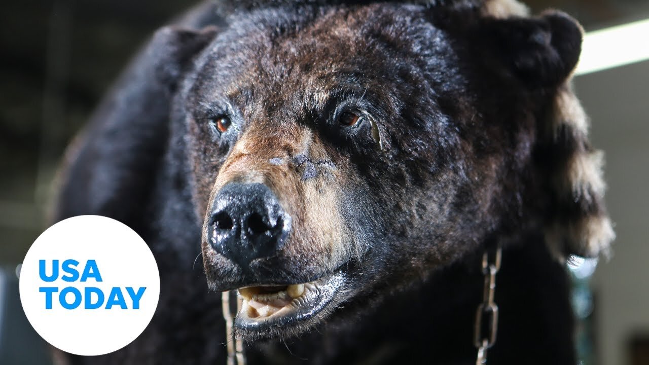 'Cocaine Bear' movie based on real life 1980's true crime | USA TODAY
