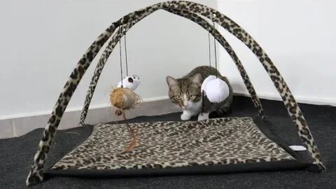 Cat Hides Behind Toy Frame