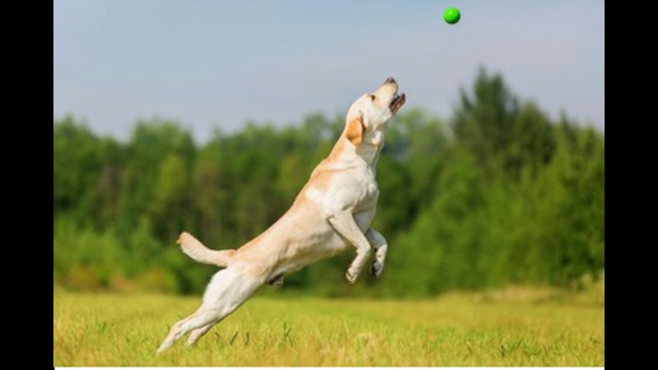 The Dog is playing ball