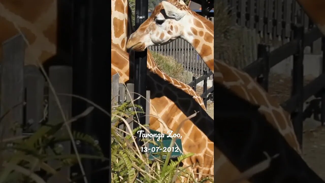 TARONGA ZOO GIRAFFES, CLOSE-UP 13-07-12 🦒🌿🦒🌱 😊#travel #newvideo#subscriber#australia#youtube #nature