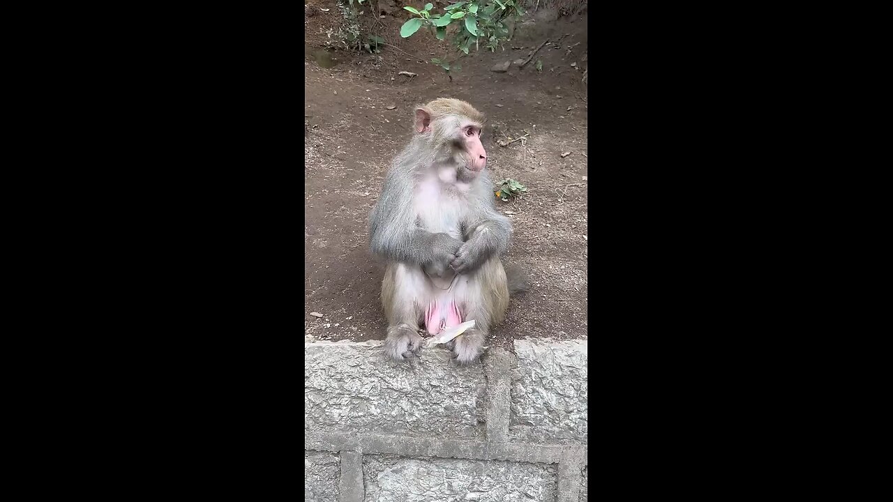 copy cat monkey