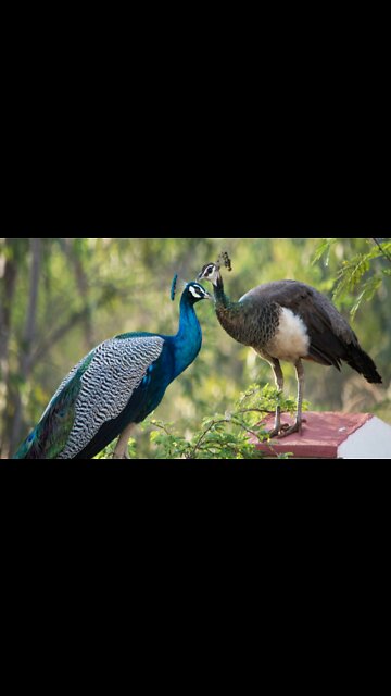 Beautiful LED Light in Bird.