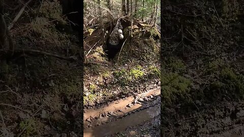 I fit, I sit! #outdooradventure #atvlife #whatiftherewasabearinthere #newbrunswick #oakhillcrew