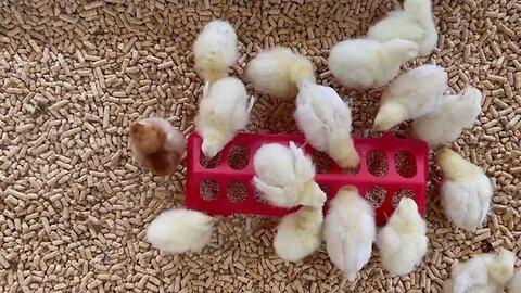 I saw some really cute chicks today at the Texas State Fair!