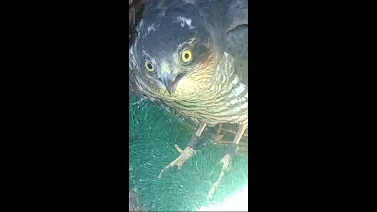 Falcon with babies amazing footage