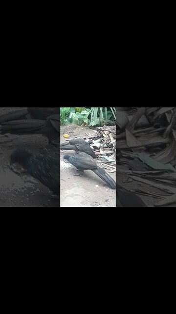 Jacu e também seus filhotes em busca de comida (2)