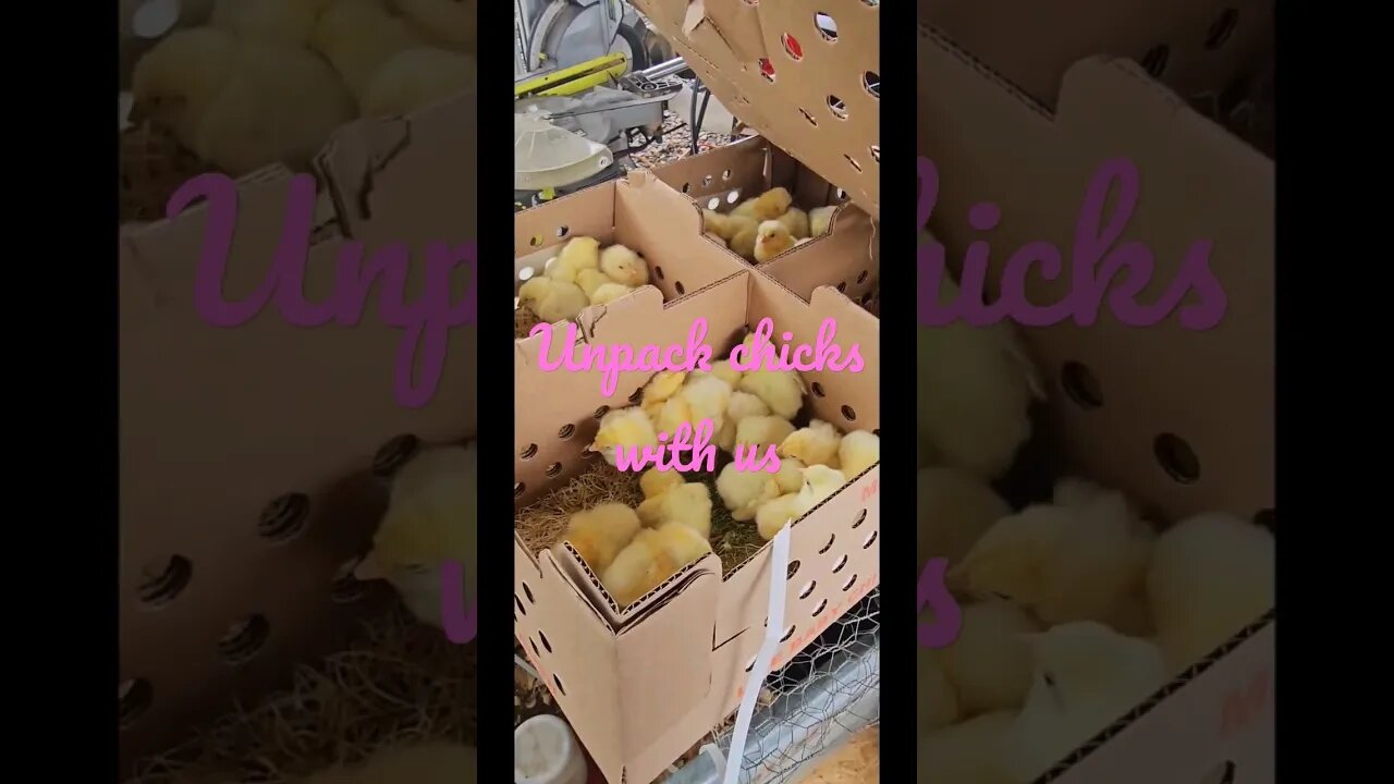 we got 60 new chicks in! #farm #homestead #video #chickens #shorts #chicks