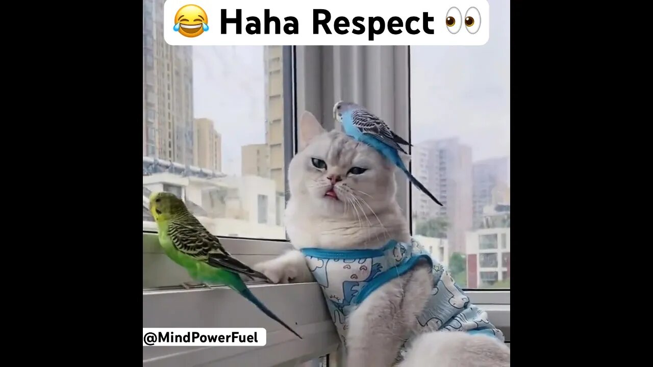 😂Haha respect surprise#shorts #viral #haha #catshorts #catslover #funnyvideo #funny #fun #fypシ #fy