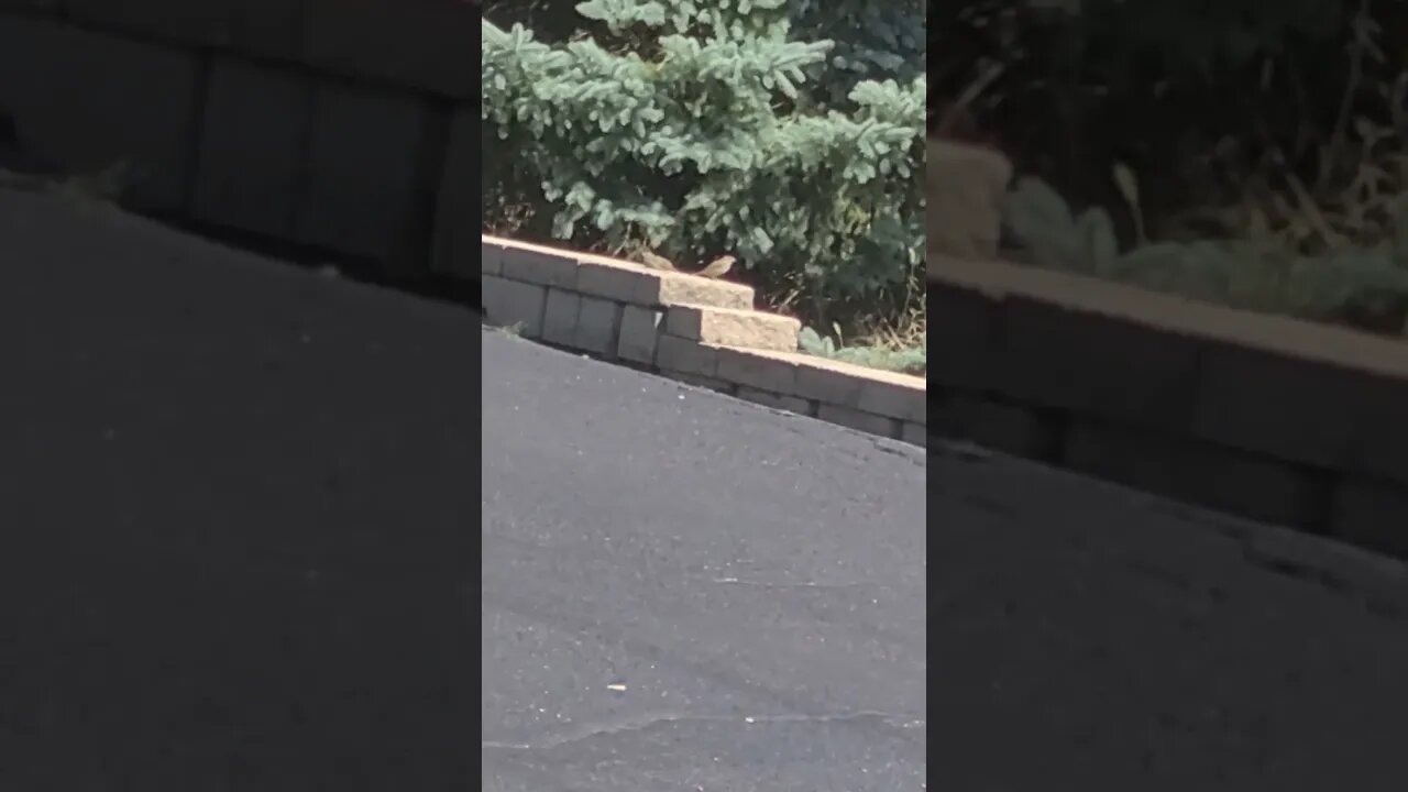 birds sitting there #shorts