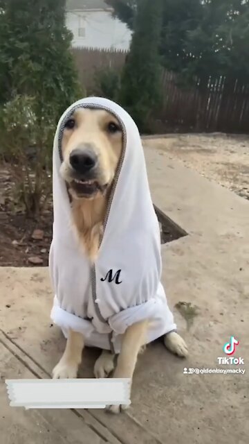 Funny Golden Retriever