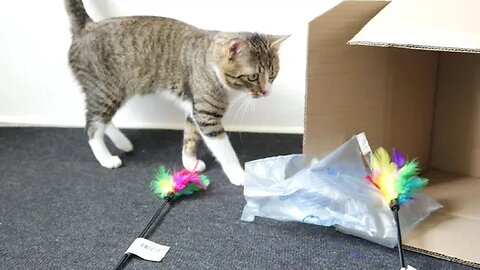 Funny Cat Stalks the Toys