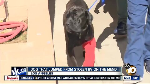 Dogs involved in LA RV chase recovering