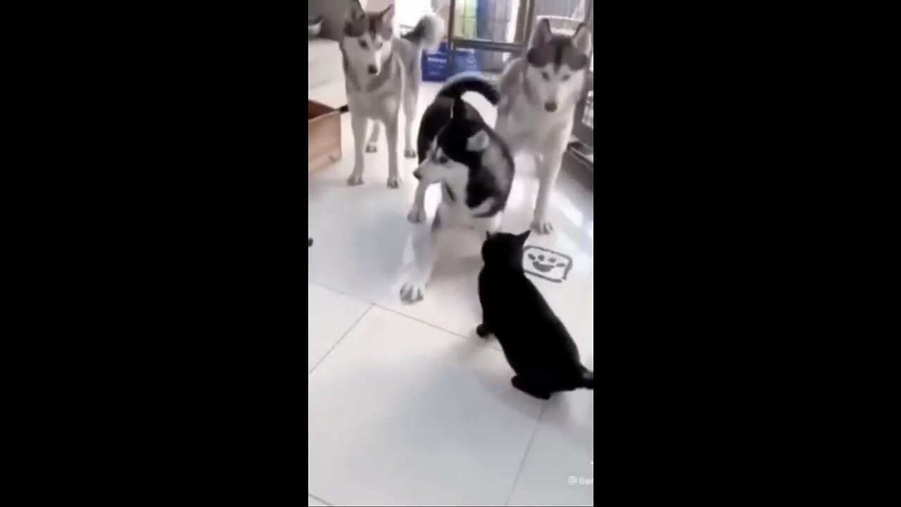 Try not to laugh part 1 😂😂