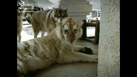 Bangal tiger and dog friendship