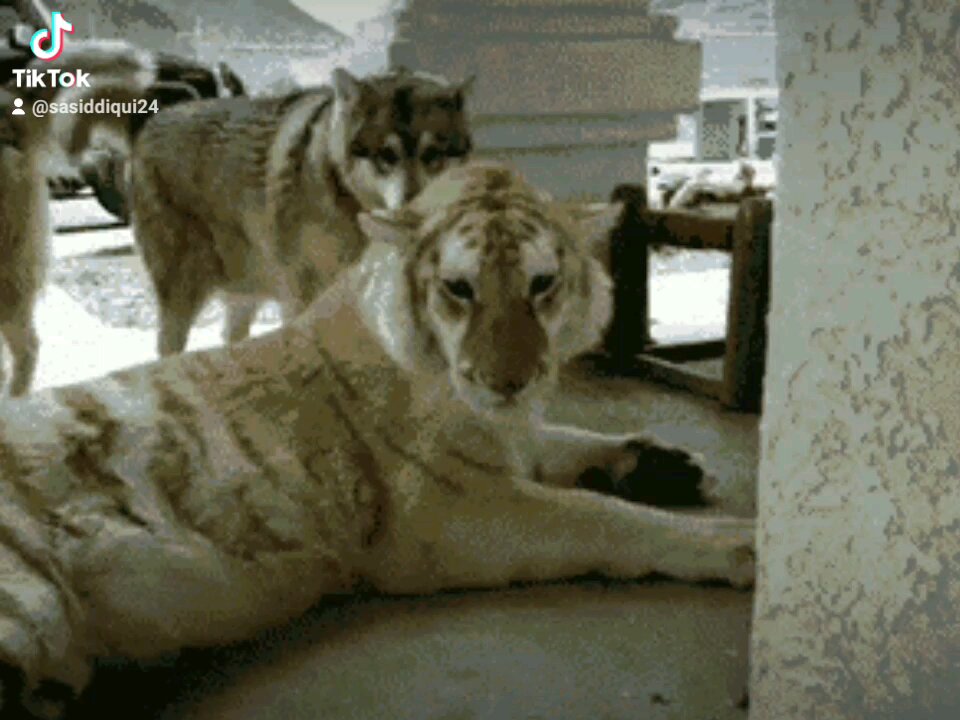 Bangal tiger and dog friendship