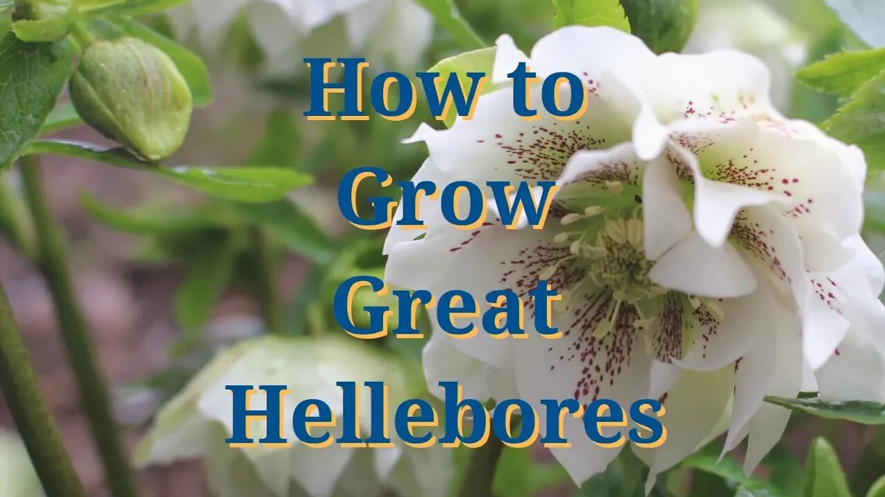 How to Grow Great Hellebores