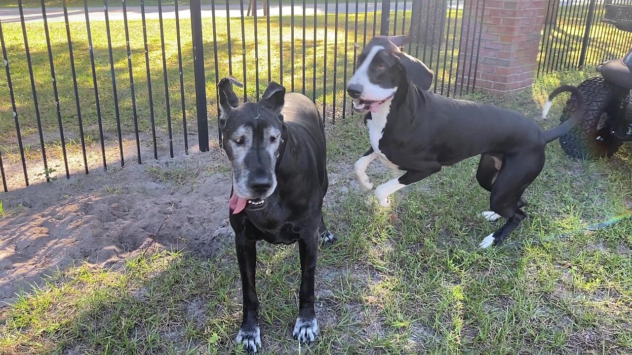 Funny Digging Great Danes Argue Over Who Dug The Hole