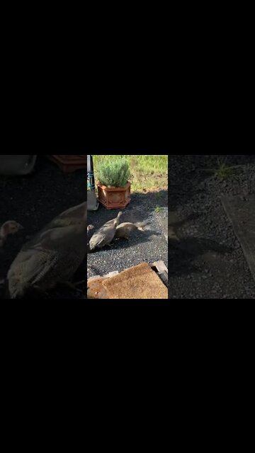 Baby guinea fowl keets exploring