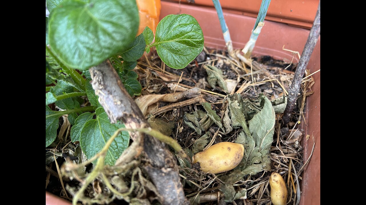 More potato yield