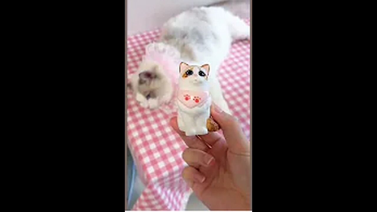 Aww cute cat videos funny Vol5❤️ Cat Cash Compilation chines💚 Tiktok Cat Meow #cat #shorts